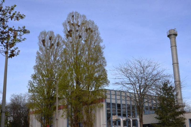 Az Akadémia körúti varjútelep
