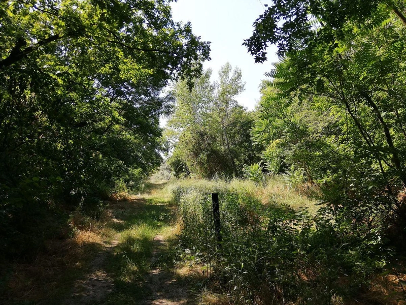 Kérdés az is, hogy mennyiben változna meg a terület zöld jellege?