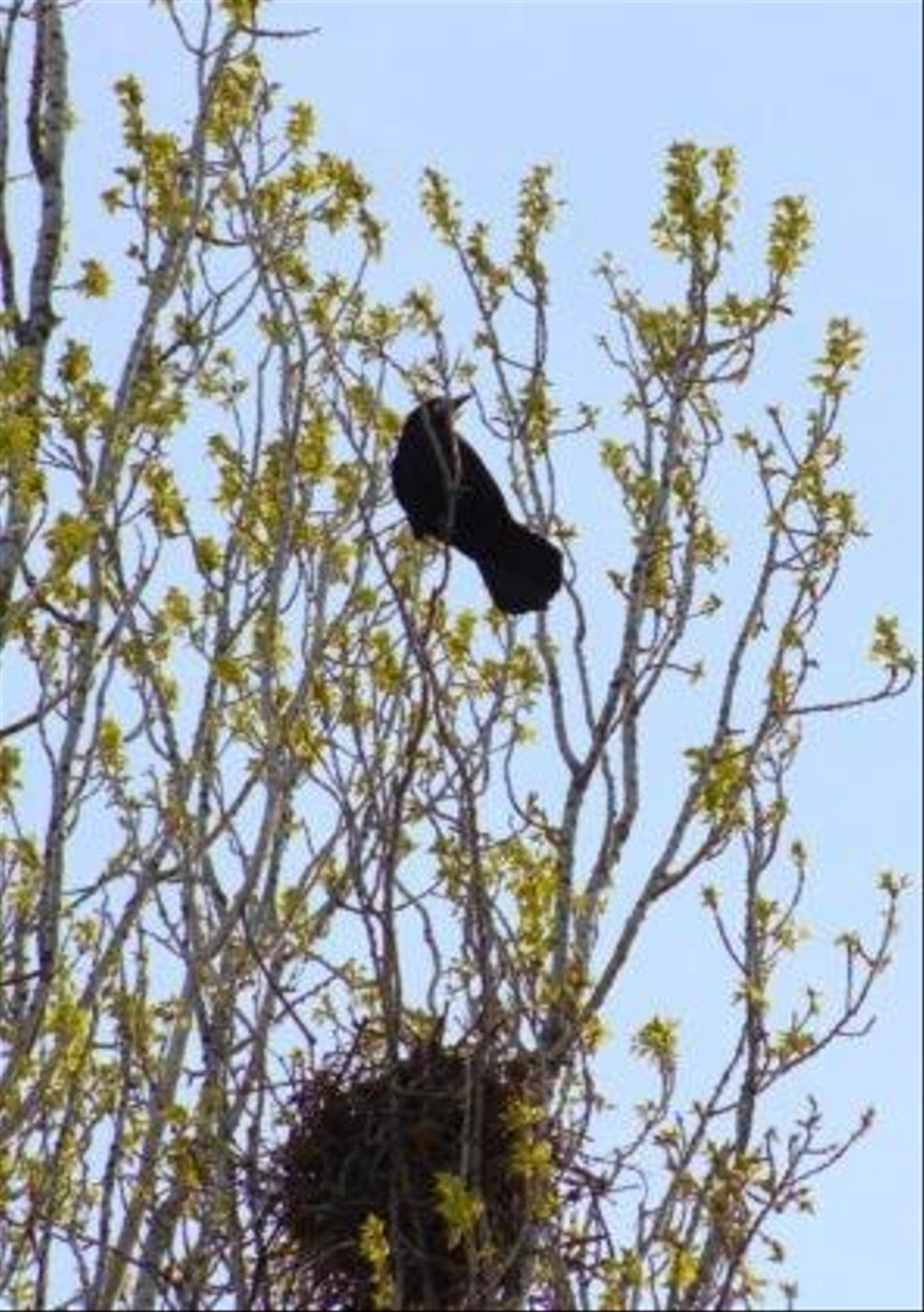 IMG_8088-296x420.jpg