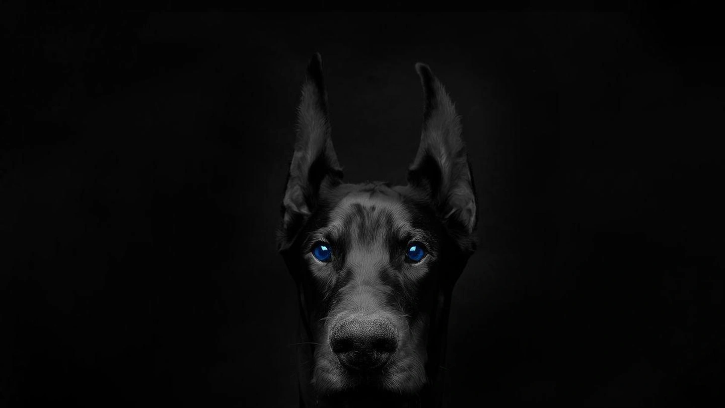 irbsearch-watchdog-services.jpg