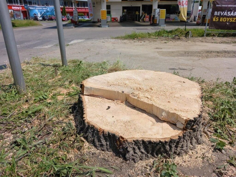 Az Izsáki úton kivágott kőris tönkje / Fotó: Hraskó István