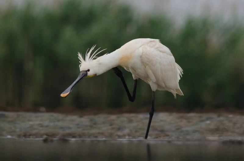 Fotó: Puskás József, Kiskunsági Nemzeti Park Igazgatóság
