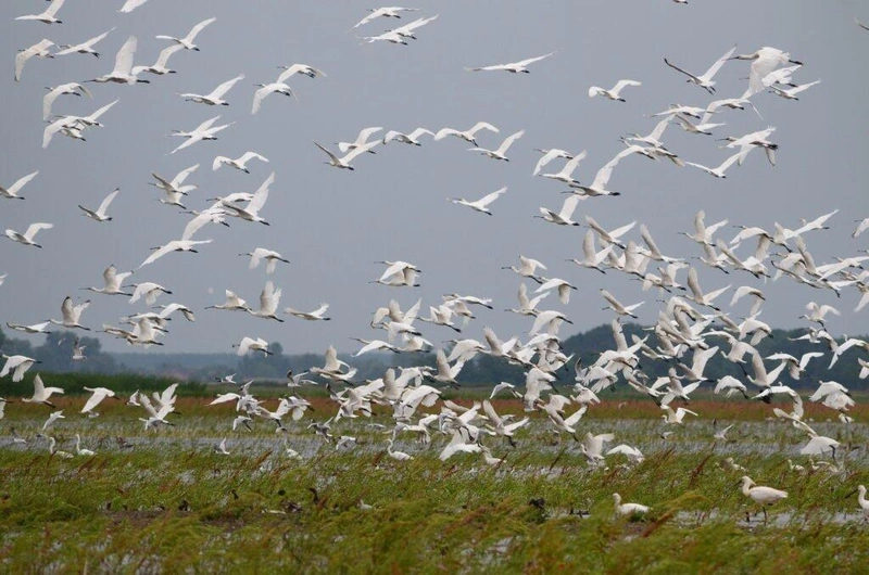 Kanalasgémek a Vesszős-szék nél / Fotó: Puskás József, Kiskunsági Nemzeti Park Igazgatóság