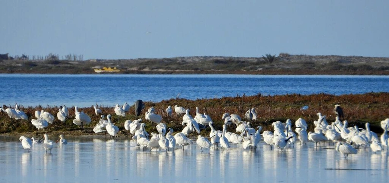 Dagály idején gyülekező kanalasgémek Djerba szigetén, Tunéziában / Fotó: Pigniczki Csaba