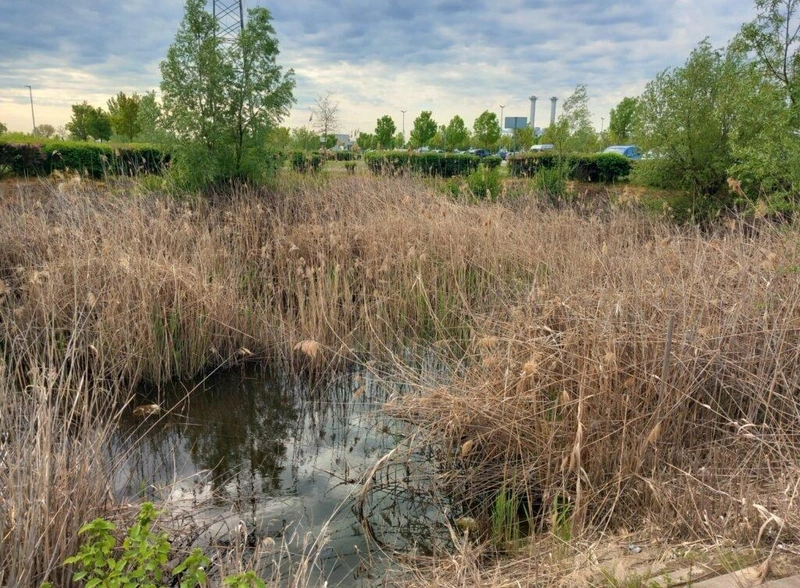Szikkasztómedence a Mercedes-gyár 1-es kapuja közelében / Fotó: Hraskó István