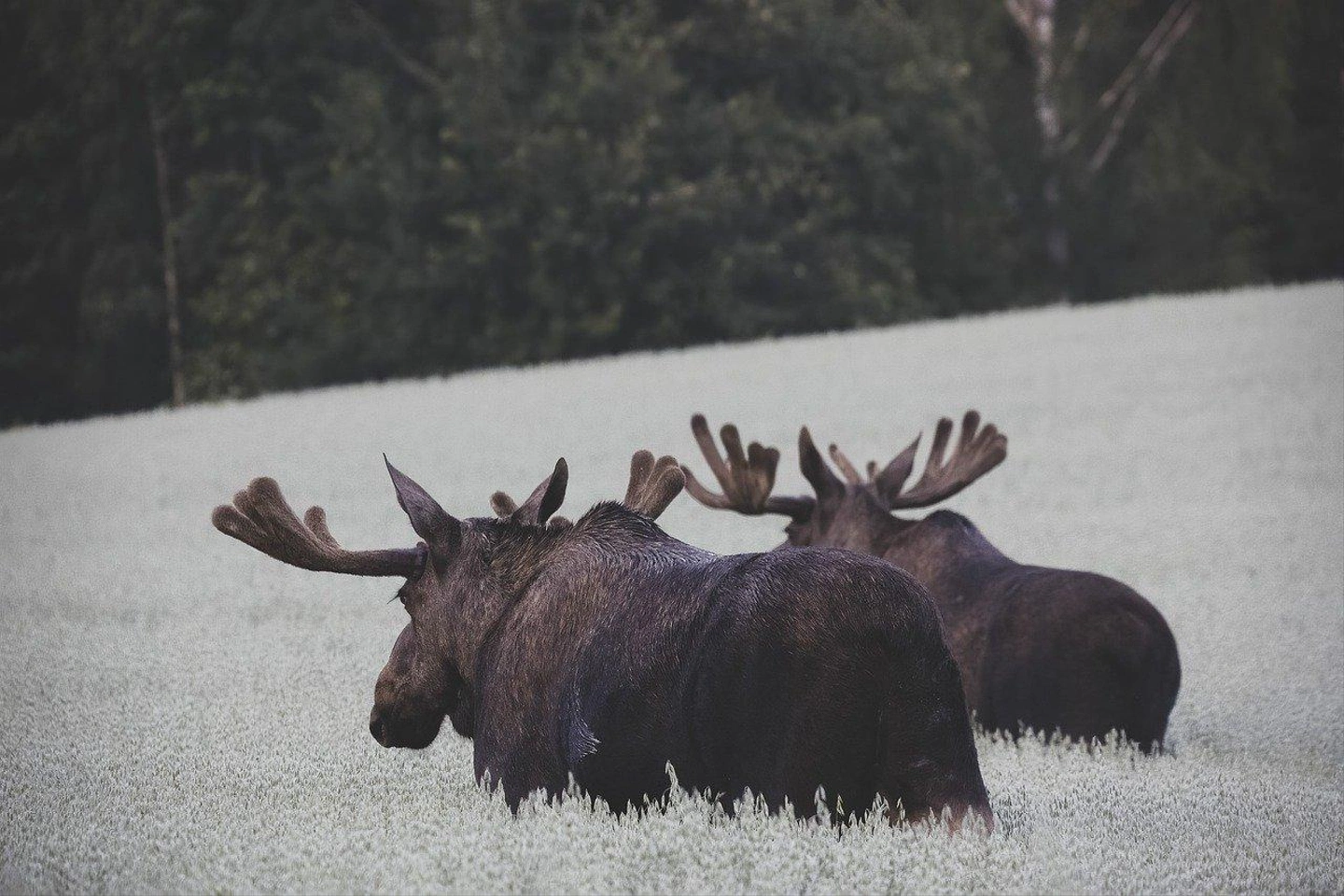 moose-7571491_1280.jpg