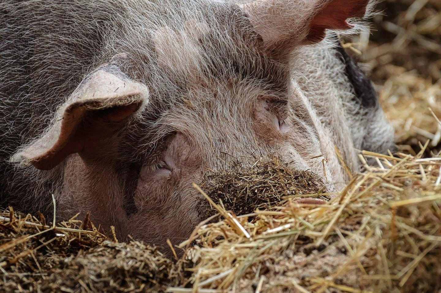 pig-gc7c87bca5_1280.jpg