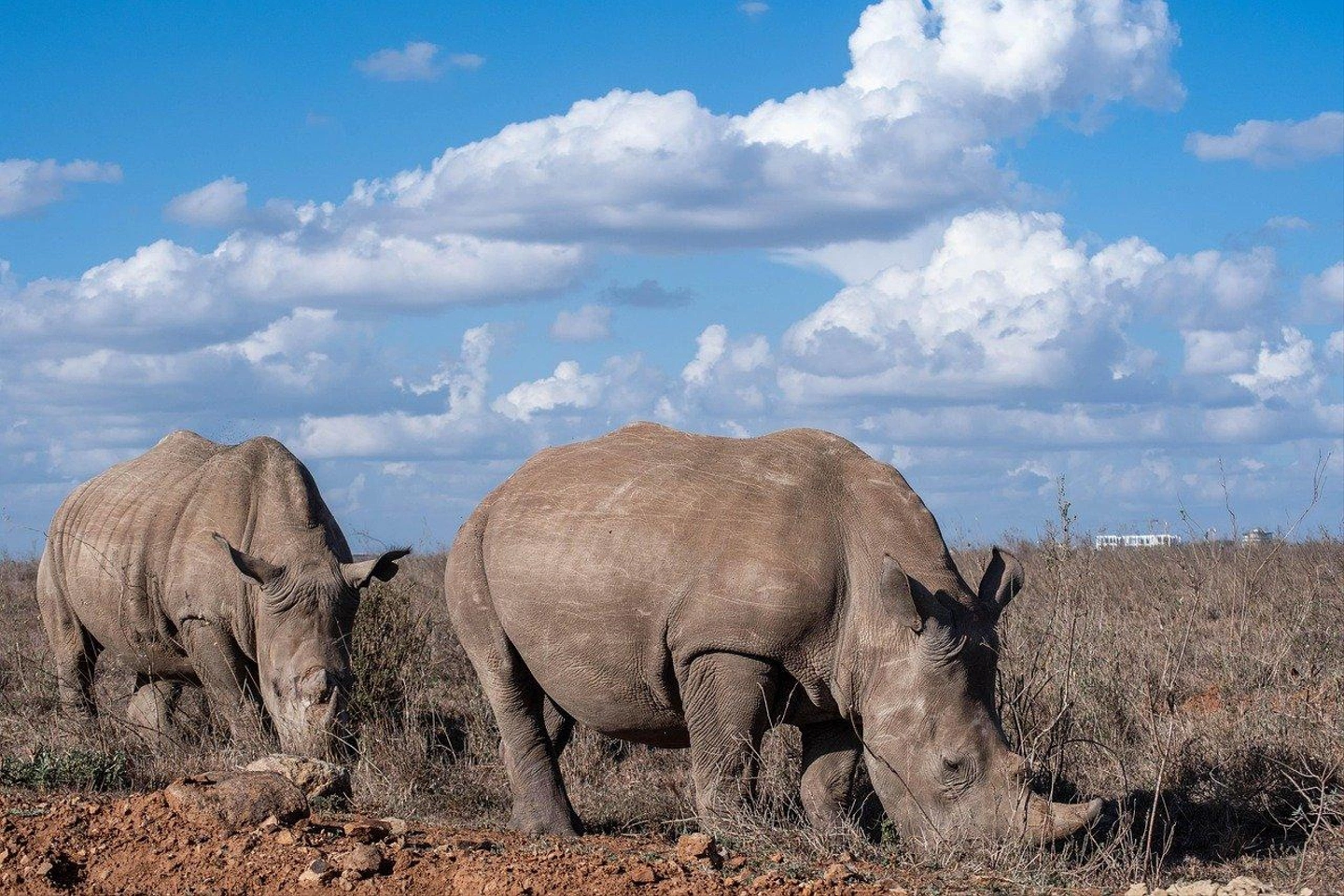 rhino-8293830_1280.jpg