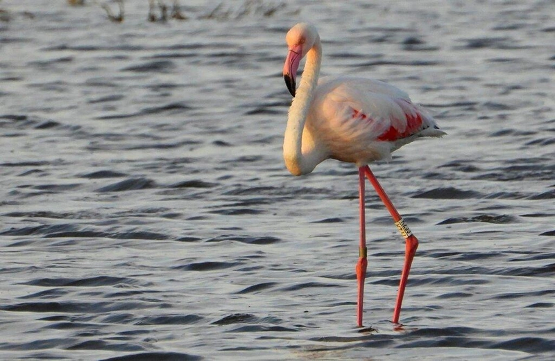 Meggyűrűzött rózsás flamingó / Fotó: Pigniczki Csaba