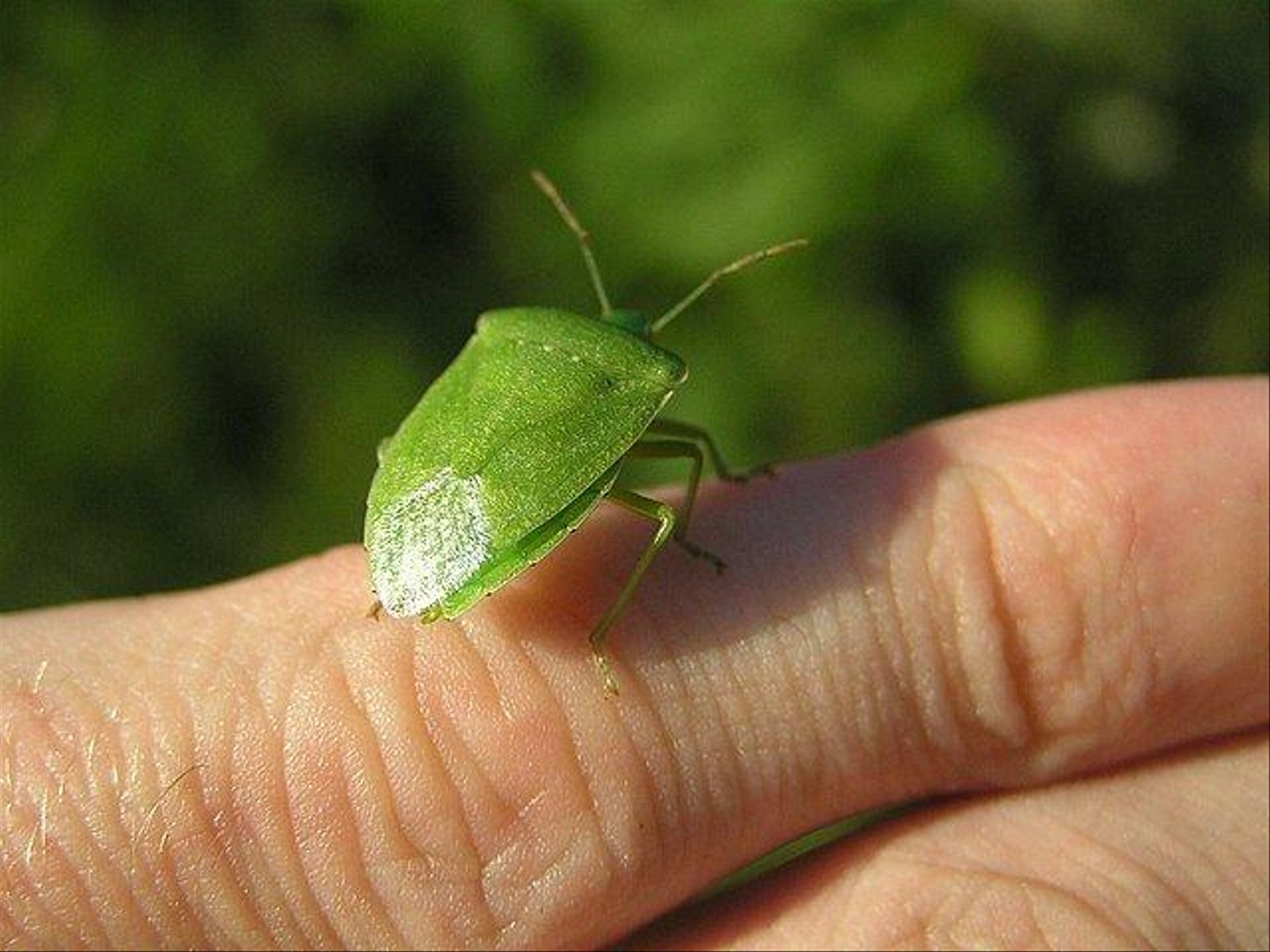 Southern_Green_Shieldbug_Nezara_viridula_3270742456.jpg