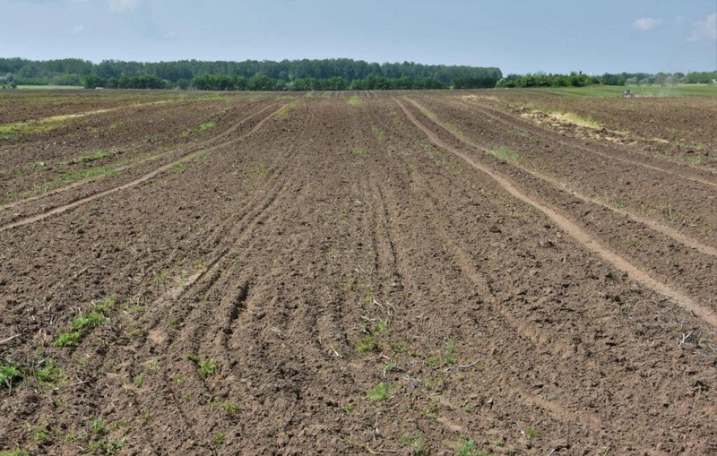 Magyarországon a kecskeméti Bács-Zöldért Zrt. termeszti a spárgát a legnagyobb területen, 50 hektáron / Fotó: Hraskó István
