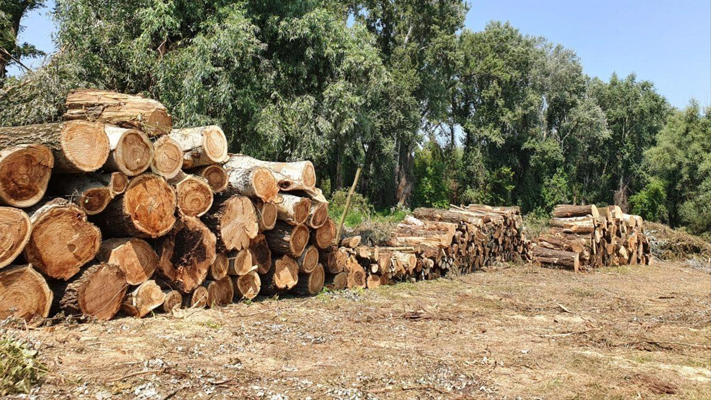 tiszaug_fakivagas_2020_augusztus_foto_dedak_dalma_02-e1597149446267-1140x641-1.jpg