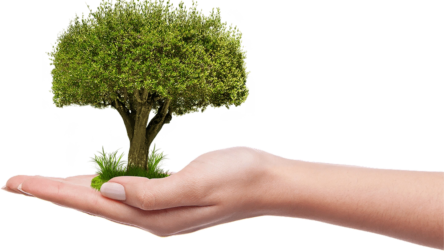 tree-1247796_960_720.png