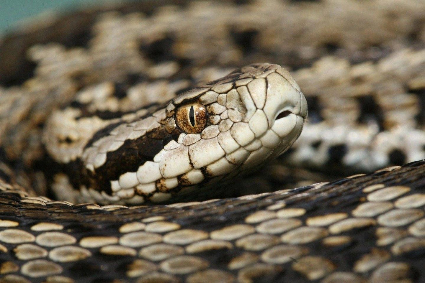 vipera_rakosi_vipera_halpern_balint.jpg