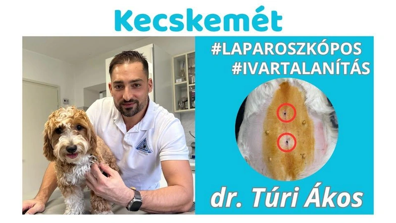 Laparoszkópos ivartalanítás Kecskemét, dr Túri Ákos állatorvos
