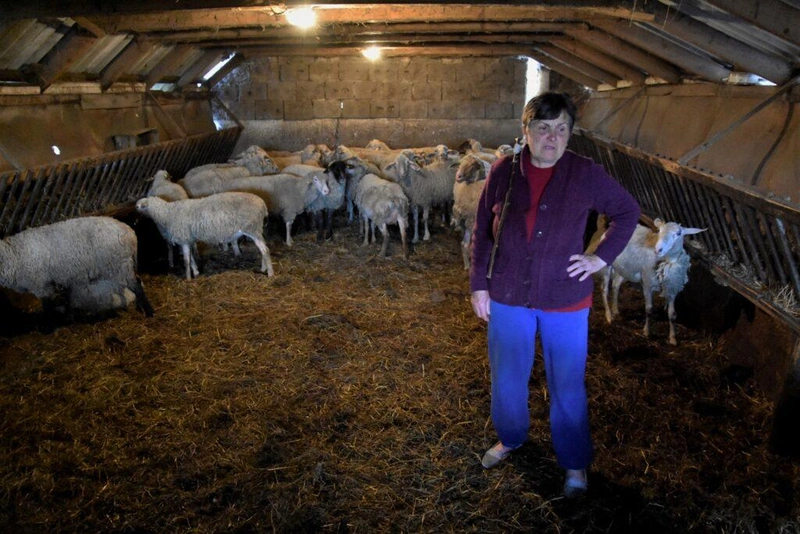 Vera néni viszi a háztartást, készíti a sajtot, az édestúrót, amit aztán a piacon árul / Fotó: Hraskó István