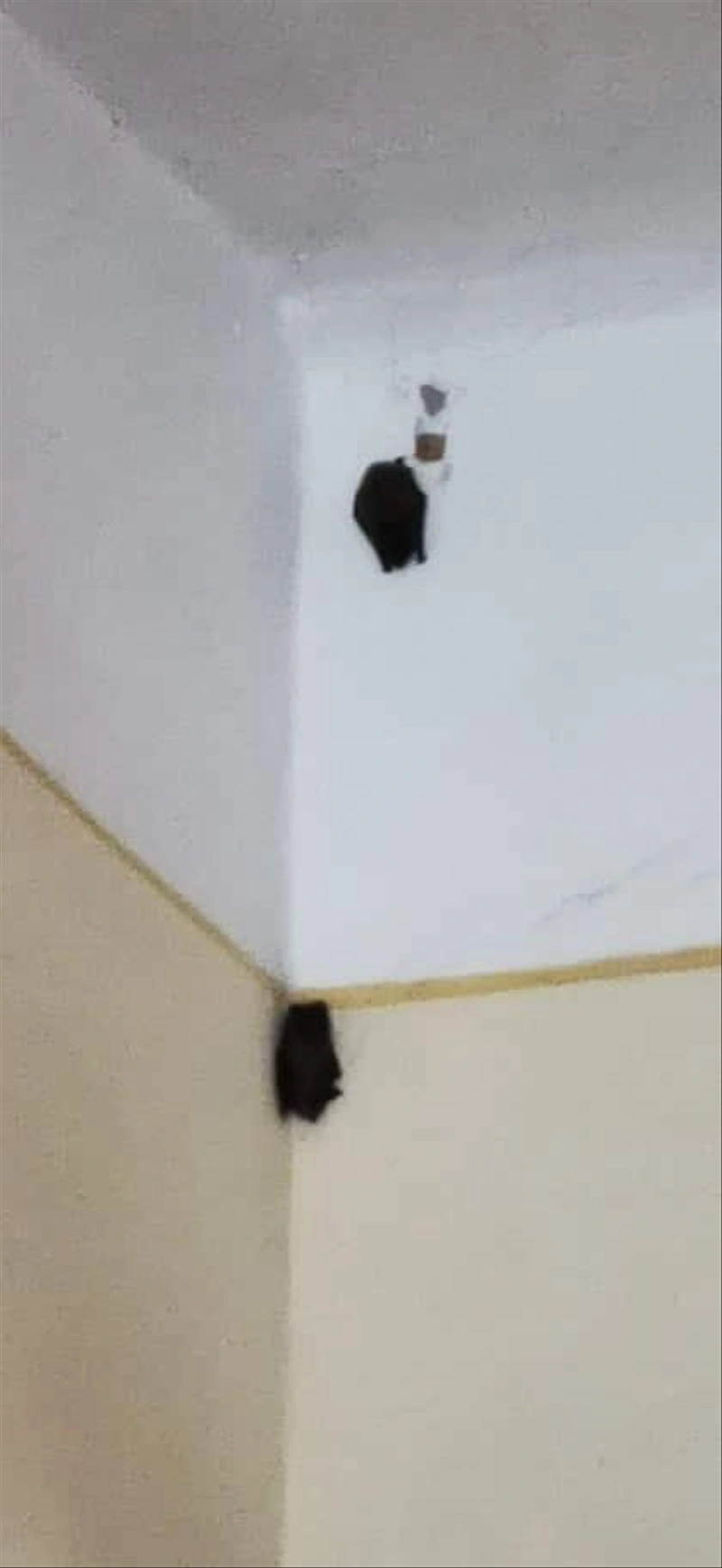 70510494_369421047278660_5177423534472822784_n.jpg