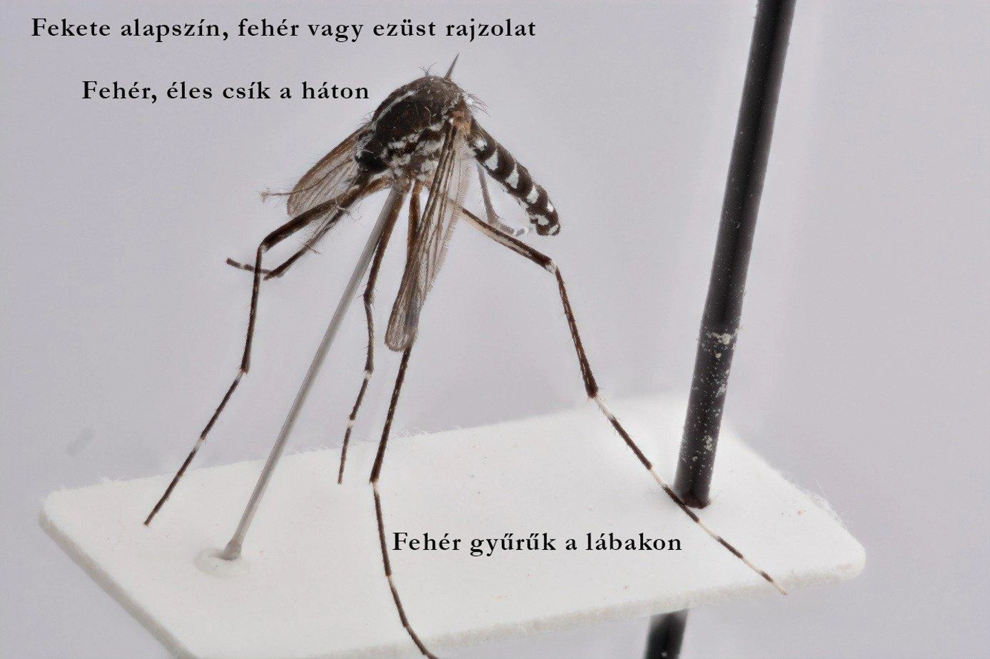 Tigrisszúnyog / Fotó: www.szunyog.okologia.mta.hu