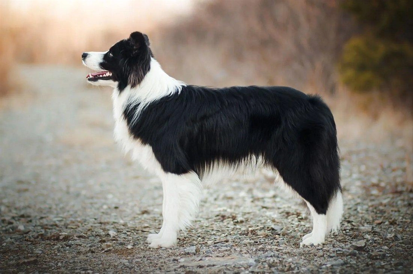Border-Collie-dog.jpg