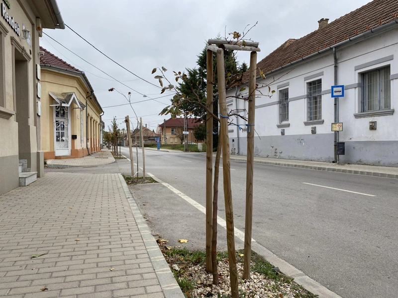Remélik, hogy a Kada Elek utcában életben maradnak a fák / Fotó: kecsup.hu