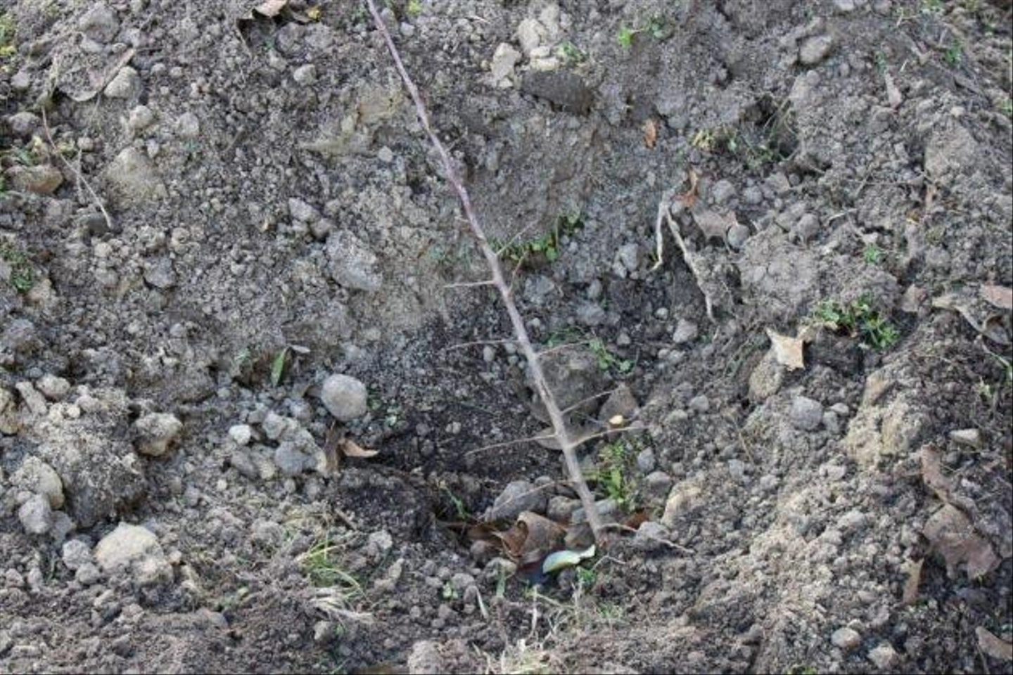 Pakozdi-csata-utca-kivagott-fak-13-630x420.jpg