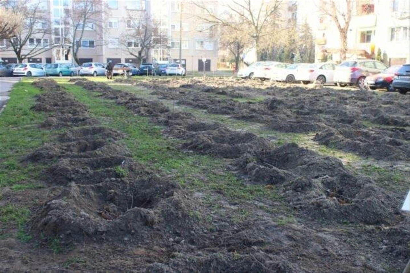 Pakozdi-csata-utca-kivagott-fak-9-630x420.jpg