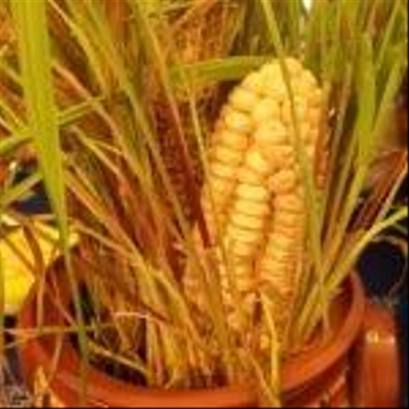 RIMG5786-scaled-150x150.jpg