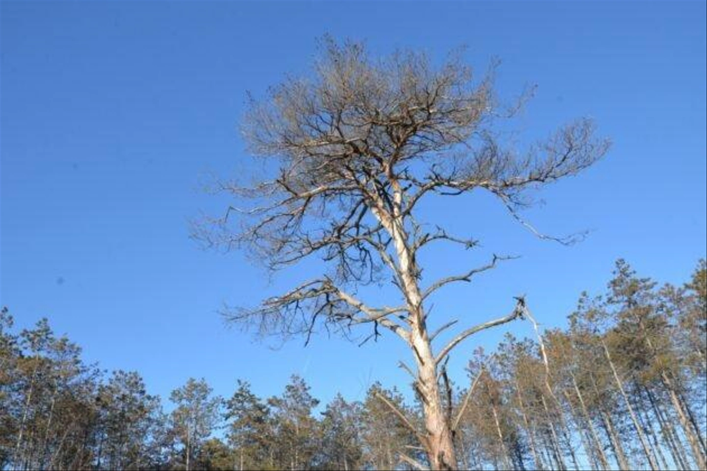 Teli-Strazsa-Tura-34-630x420.jpg