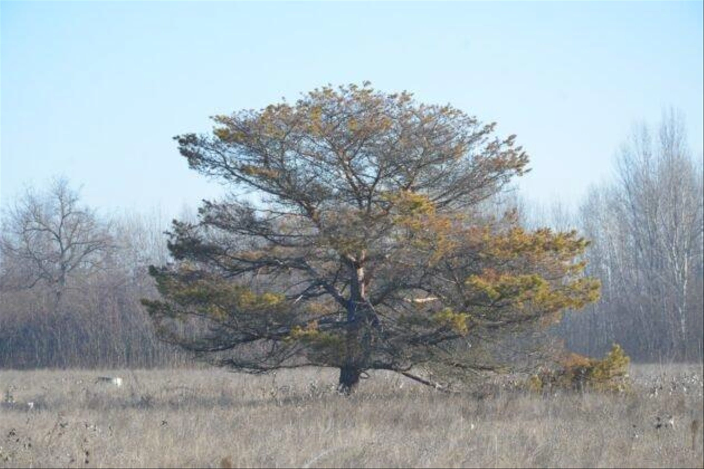 Teli-Strazsa-Tura-39-630x420.jpg