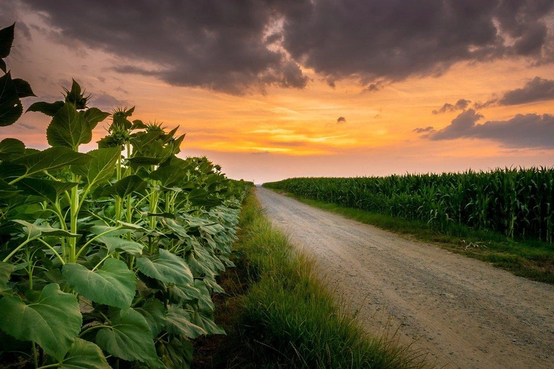 agriculture-7302617_1280.jpg