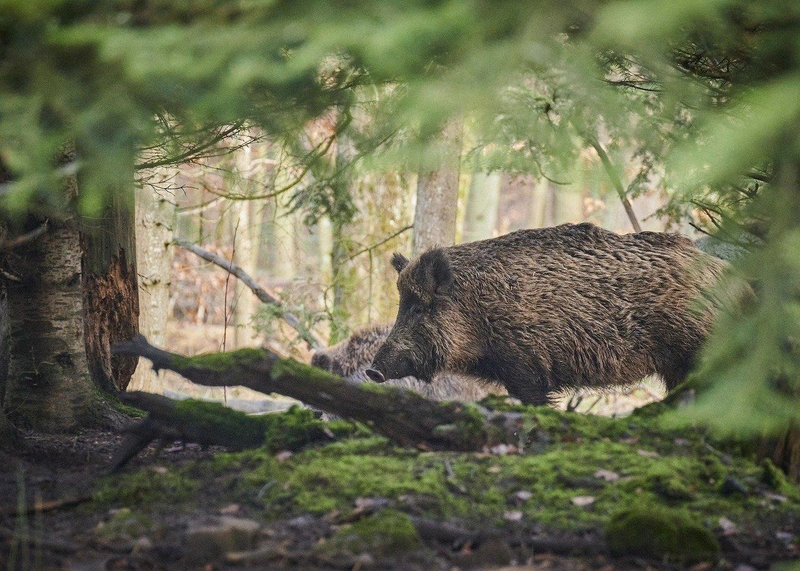 animal-gdd163f4dd_1280.jpg