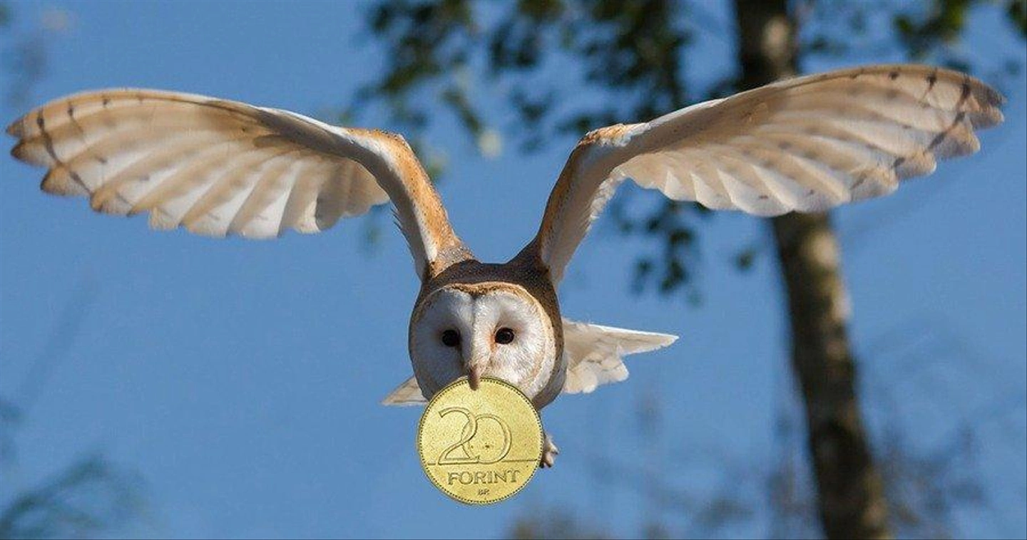 barn-owl-1107397_1280-masolat.jpg