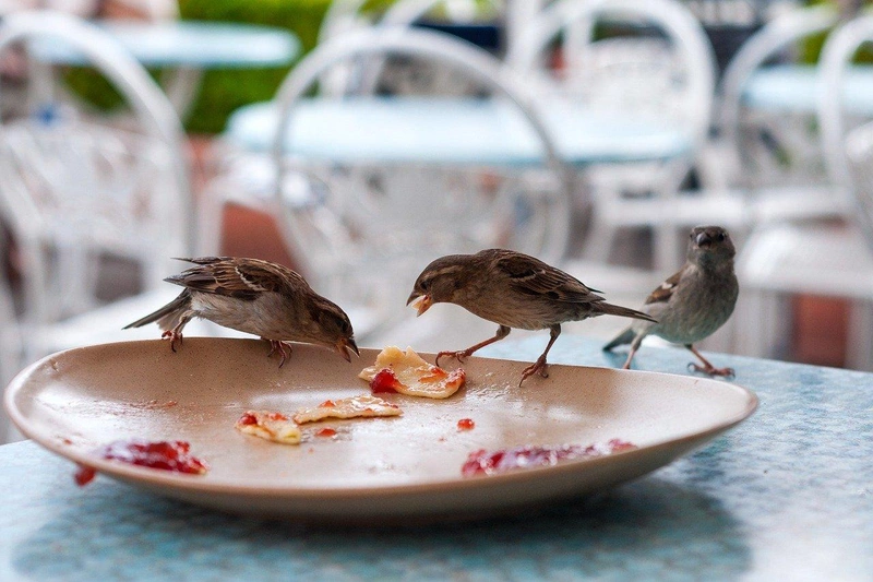 bird-2405491_1280.jpg