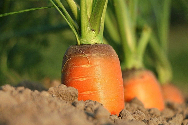 carrot-g5aac3afcb_1280.jpg