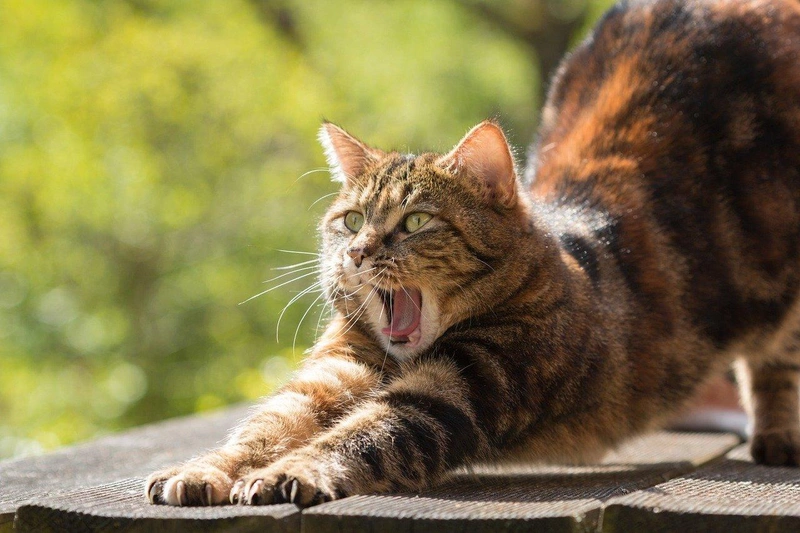 cat-814952_1280.jpg