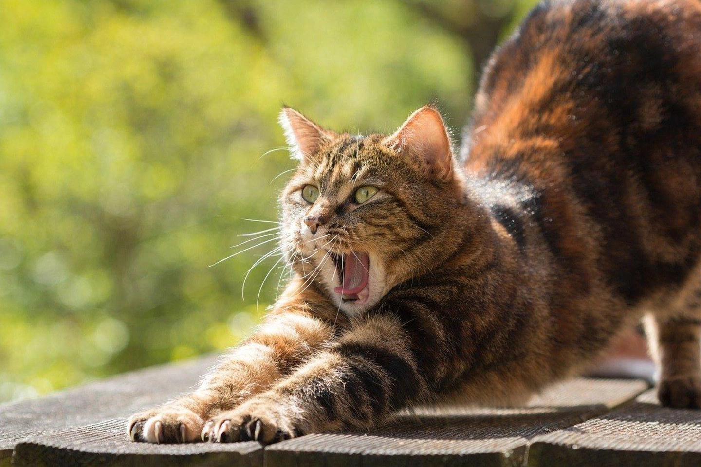 cat-814952_1280.jpg