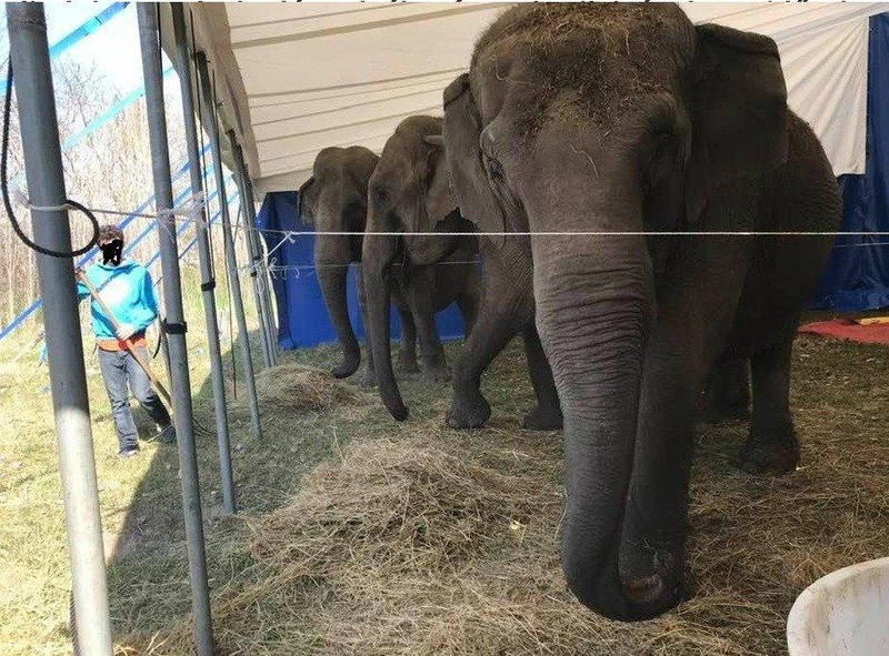 elefant.jpg