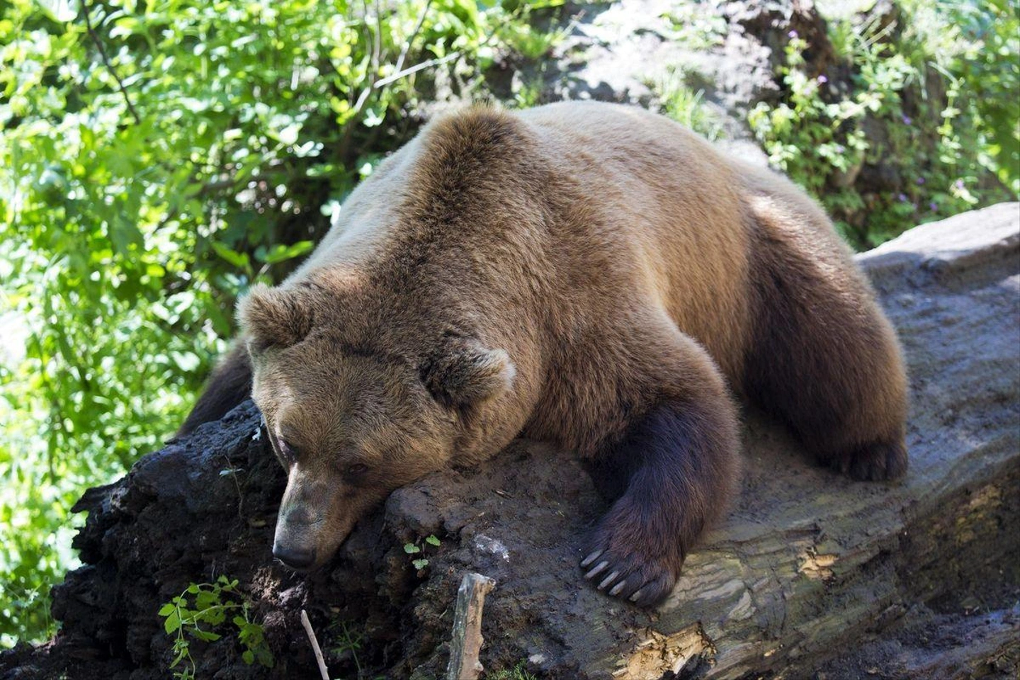 european-brown-bear-1477814_1920.jpg
