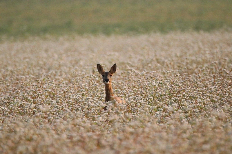 european-roe-deer-8072439_1280.jpg
