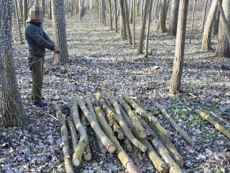 A férfi a gyanú szerint közel 30 köbméter fát hordott el az erdőkből 2022 őszétől. / Fotó: police.hu