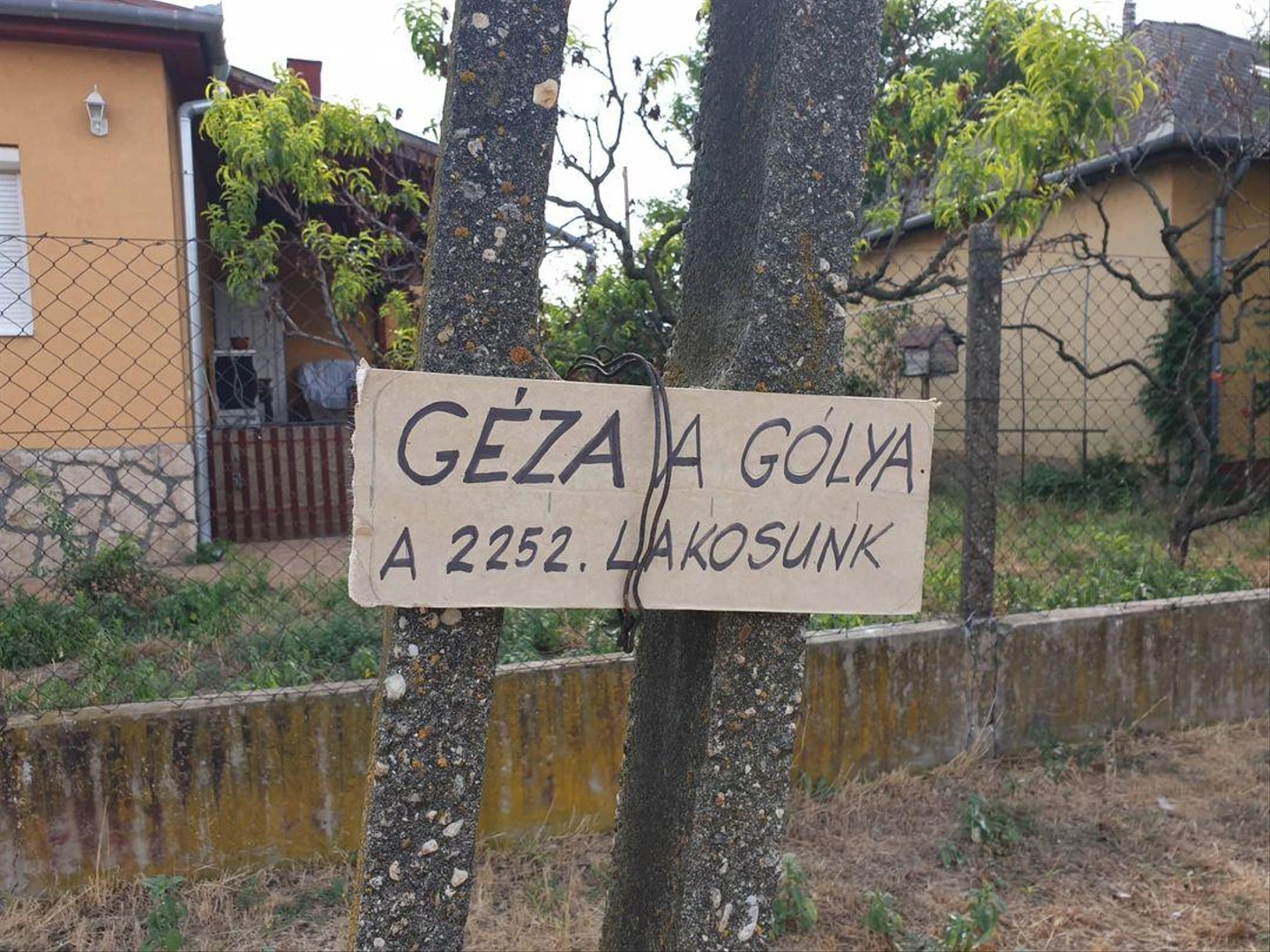 geza-golya.jpg