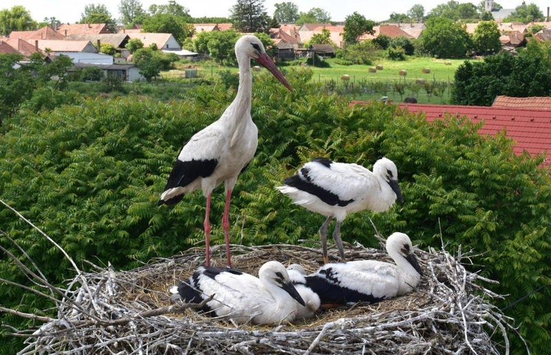 golyagyuruzes-2023-Kiskunsagi-Nemzeti-Park-Igazgatosag.jpg