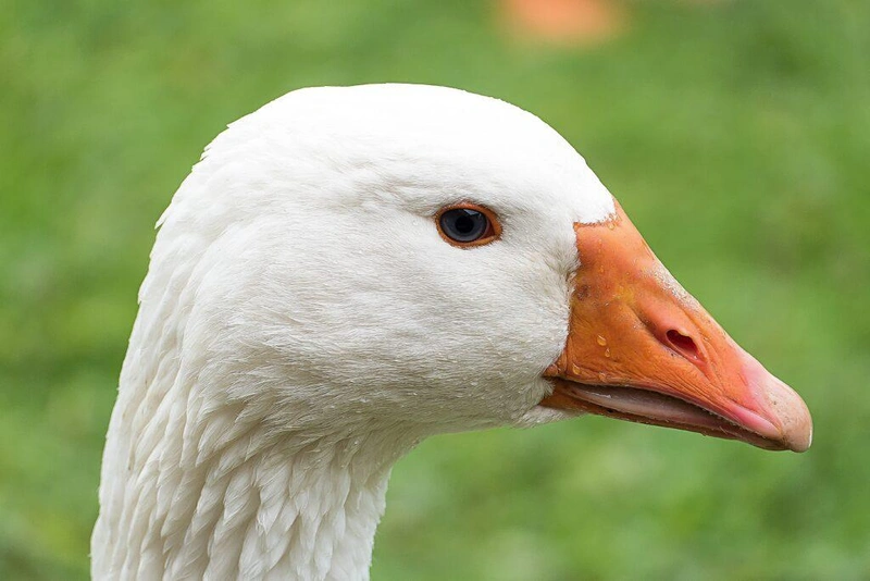Forrás: Pixabay.com