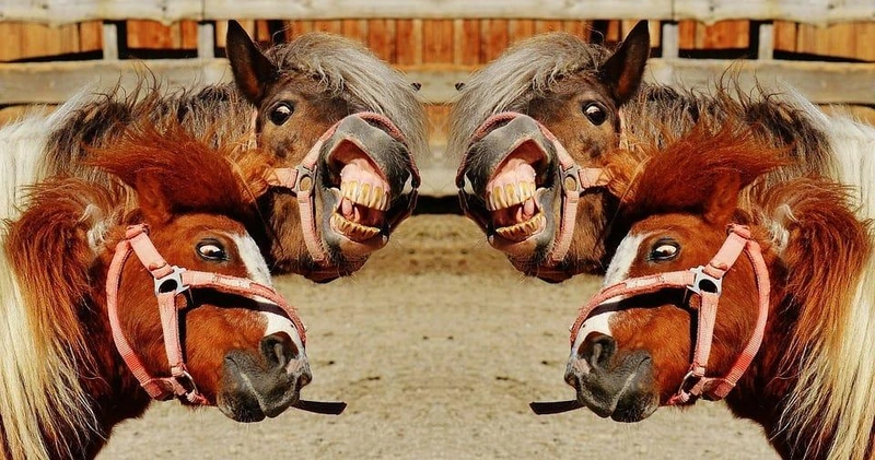 horses-1396651_960_720.jpg