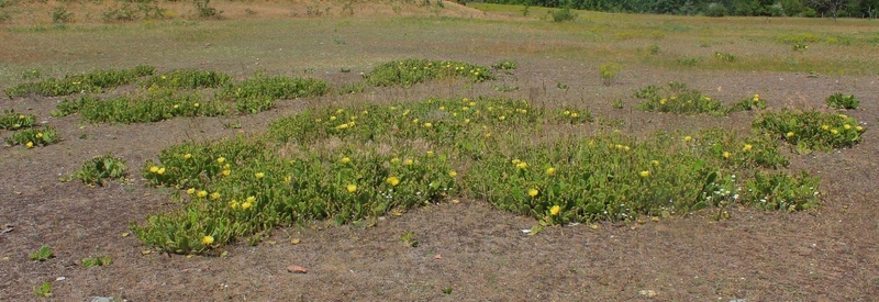 kaktusz-1920x660.jpg