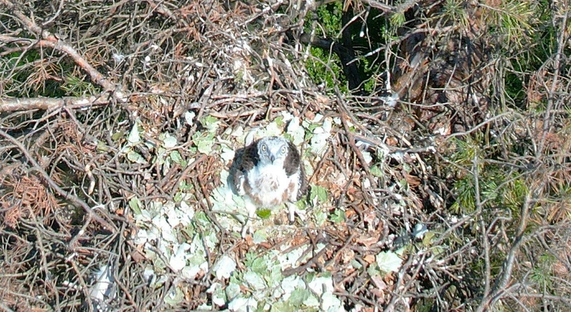 kigyaszolyv-dron-borito.jpg