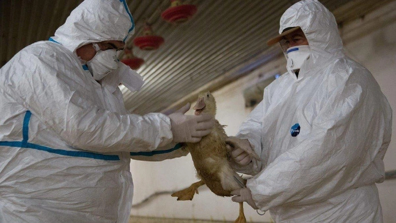 madarinfluenza6_mti.jpg