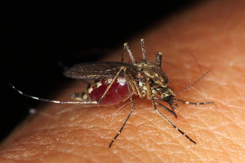 mosquito-4406812_1280.jpg