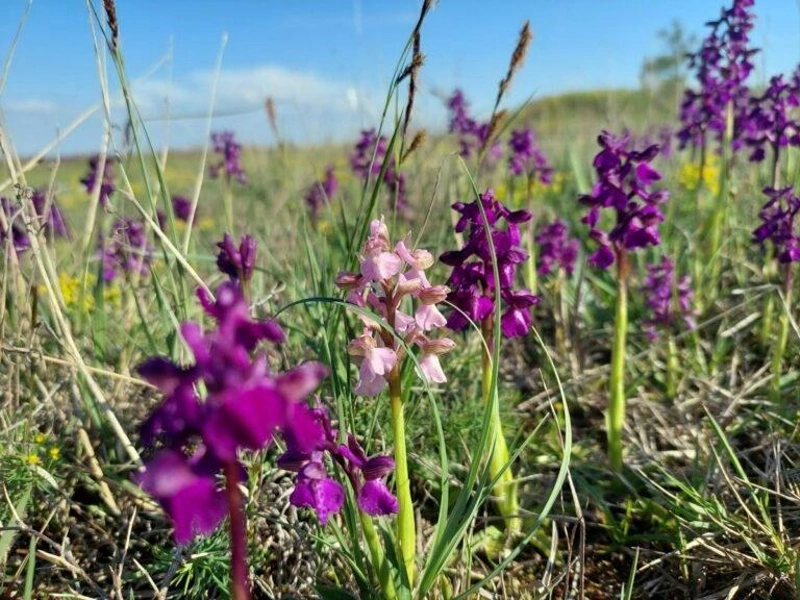 orchidea.jpg