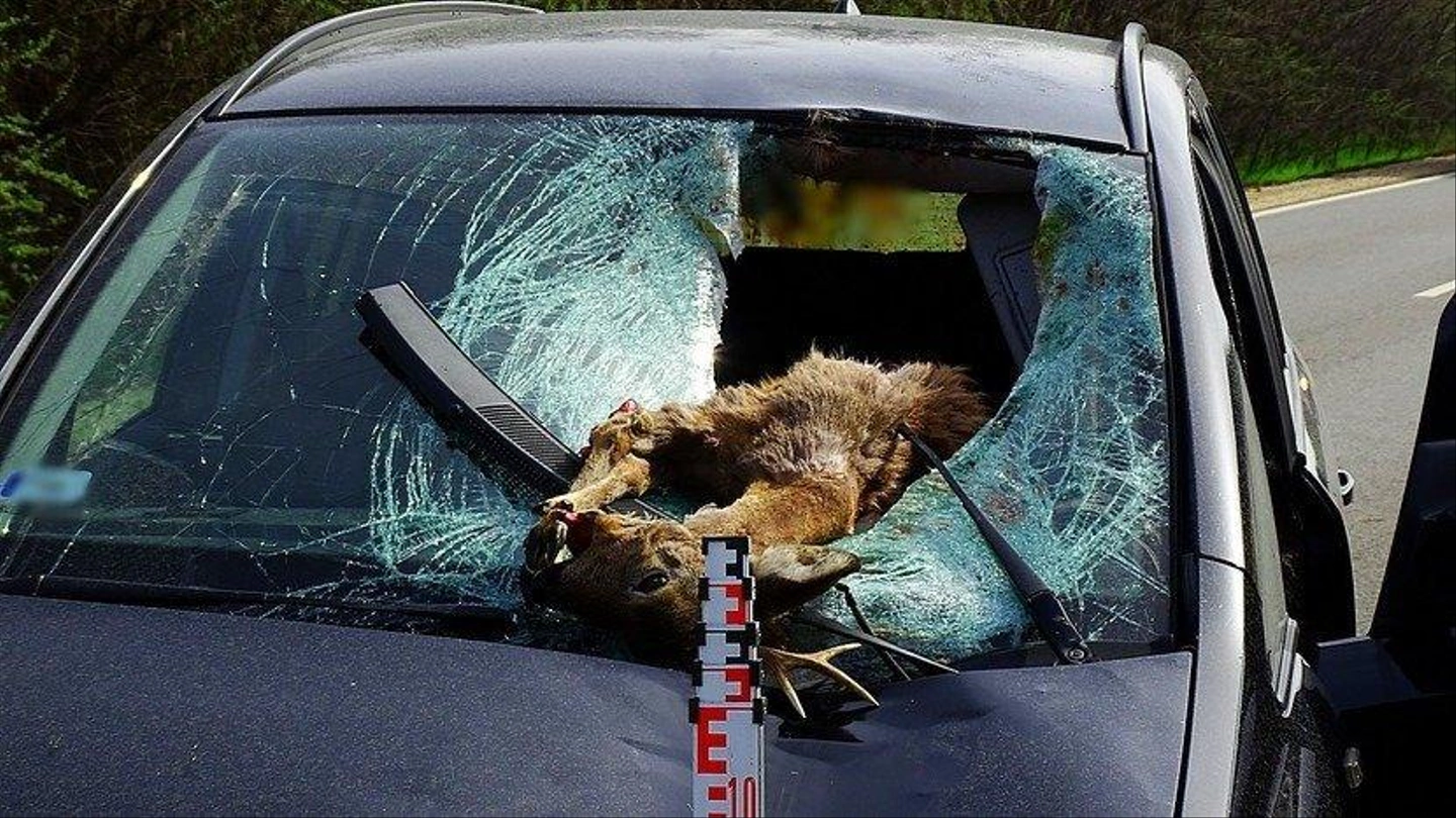 ozcsapaututterfout3_0_830.jpg